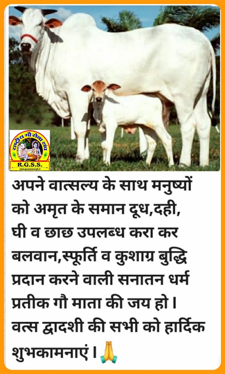 RGSSBHARAT1's tweet photo. राष्ट्रीय गौ सेवा संघ द्वारा पूरे भारतवर्ष में आज वत्स द्वादशी (बच्छ बारस) गौ माता की आरती एवं पूजन करके मनाई गई ।  अपने वात्सल्य के साथ मनुष्य को अमृत के समान दूध, दही, घी व छाछ उपलब्ध कराकर, बलवान, स्फूर्ति, कुशाग्र बुद्धि प्रदान करने वाली सनातन धर्म की प्रतीक गौ माता की जय हो https://t.co/qwftKf5J1B