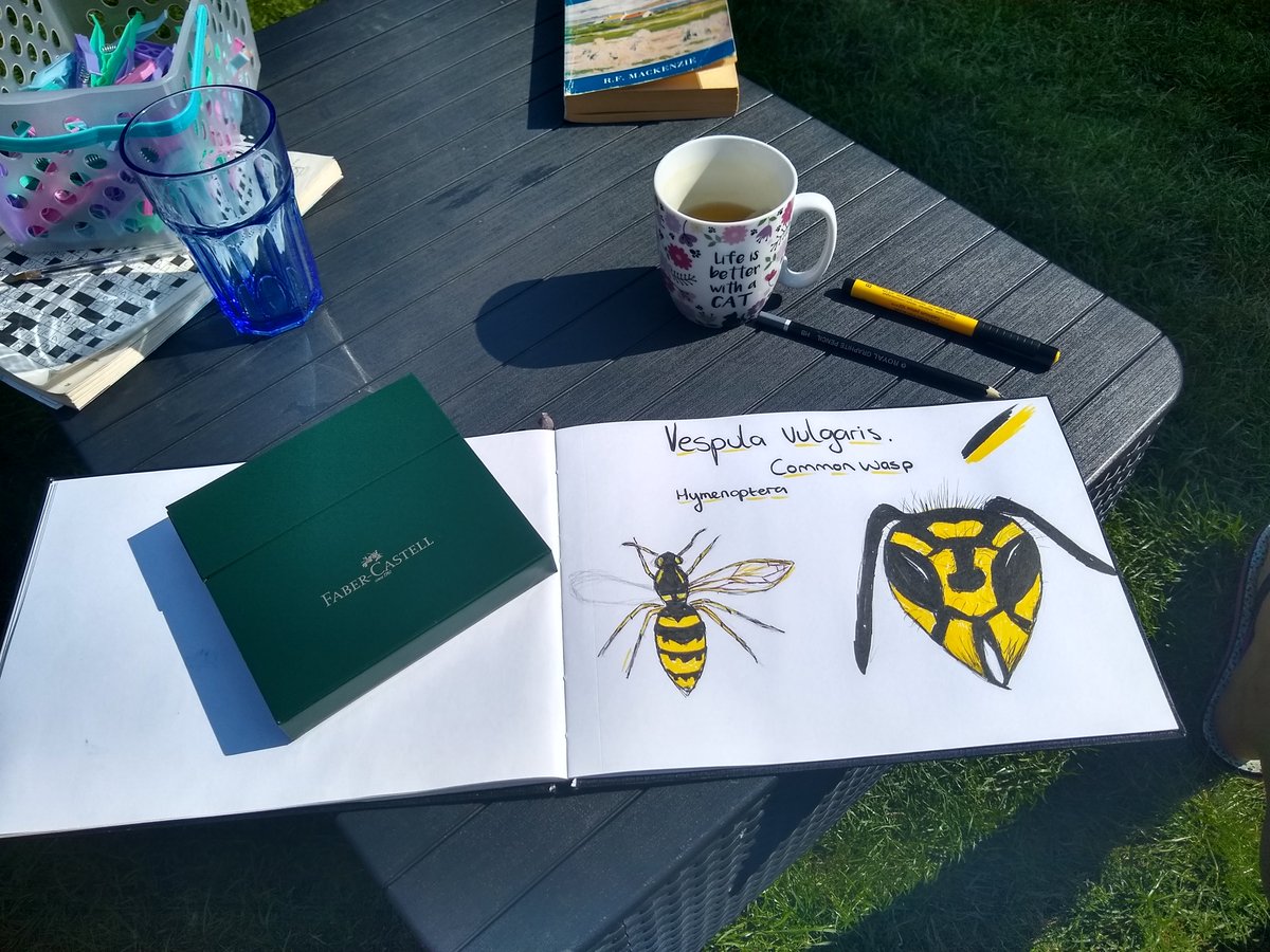 byTheArtfulFox's tweet image. #commonwasp sketching and colour with my new @fabercastell pens in the garden yesterday, cuppa tea and next to the actual wasps nest - will start digital face soon! #londonwasps #lifemodels #pollinators #vespulavulgaris  #ArtistOnTwitter