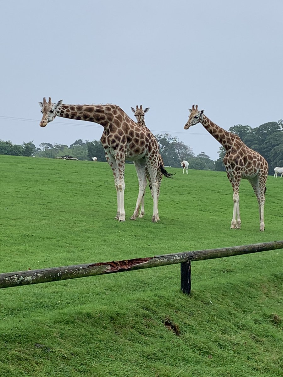jerroche's tweet image. A fantastic day out at Fota Island. @fotawildlife