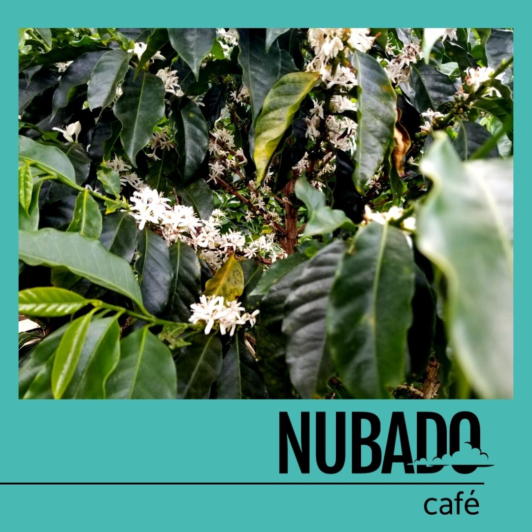 CafeNubado's tweet photo. Una explosión de flores de café.🌼  Éstas pequeñas pronto desaparecerán, pero no antes sin haber dejado su legado y lo que en unos meses serán unas espectaculares cerezas🍒. Esperamos con ansias poder disfrutar en una buena taza de Café.
☕
#cafenubado #fincalapastorita #nubado https://t.co/dbmrdmJgz2