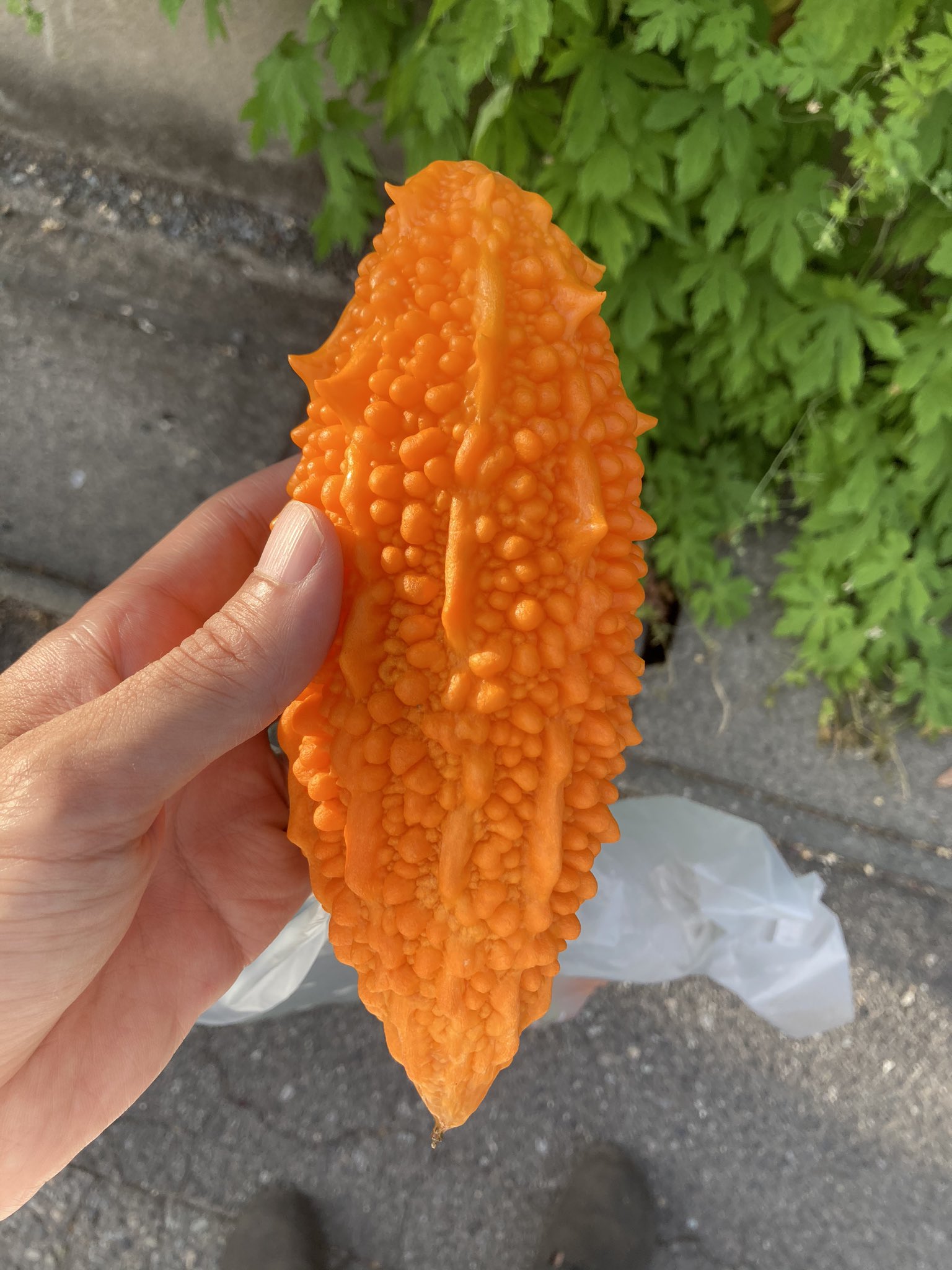 徳谷柿次郎 風旅出版 おまえの俺をおしえてくれ 普段食べている苦いゴーヤは未熟で 完熟のゴーヤは自然界のバグみたいな色味してんだぜ しかもこのまま放置したらサイバンマンみたいに爆発するボーナストラック付きの野菜こわい T Co