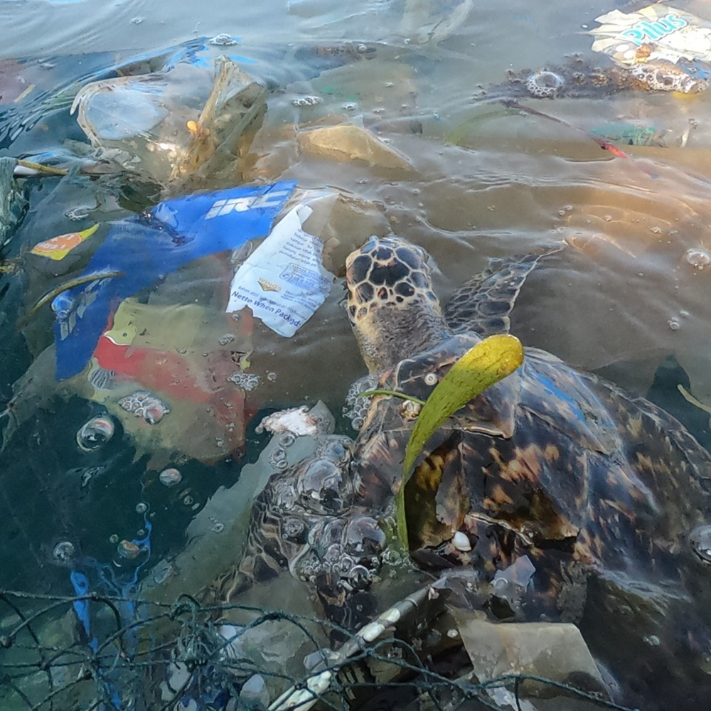 4ocean's tweet photo. This is one of the many reasons why we're so dedicated to the clean ocean movement. ⁠
⁠
It is suggested that nearly 100% of sea turtles will ingest plastic at some point in their lifespan. ⁠
⁠
Say no to single-use plastic and save the turtles 🐢⁠ https://t.co/vVnY7k3mse