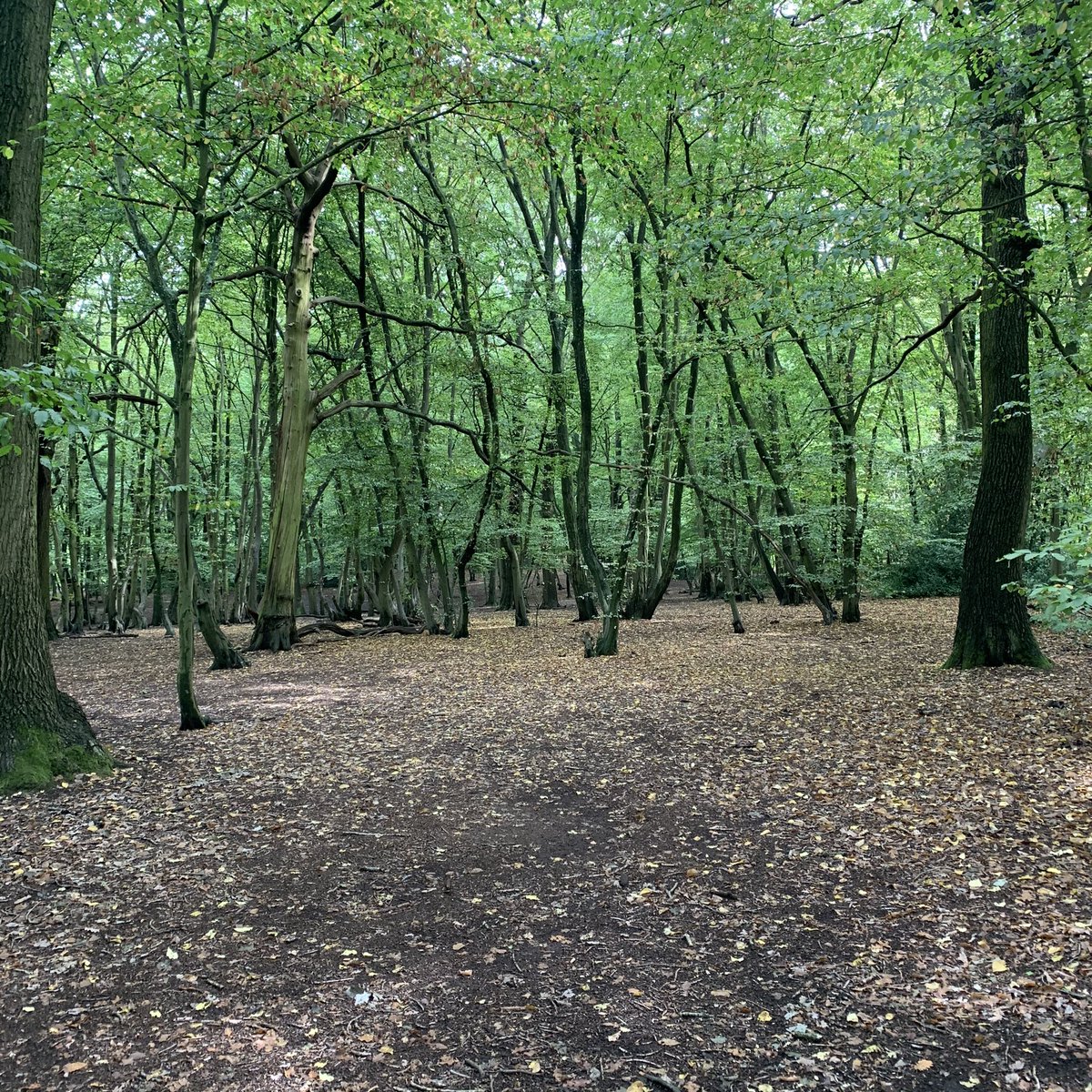 richie1984's tweet photo. Had a lovely walk with @AlexEwings through #ColdfallWood - so peaceful https://t.co/yE0teQtxmE