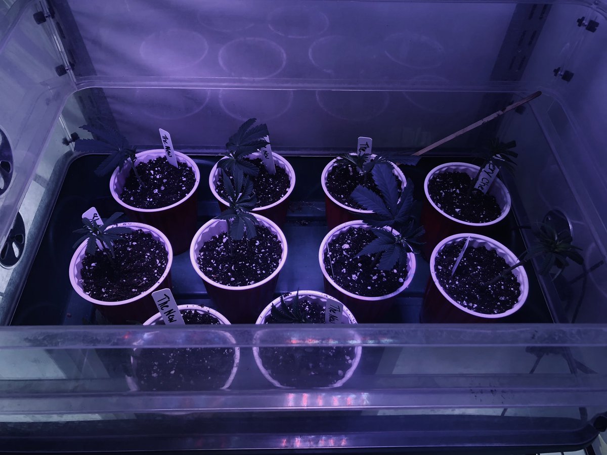 Cloning Day!!! @heknowsgrows @irvineseeds #CannabisCommunity #cannabisclones