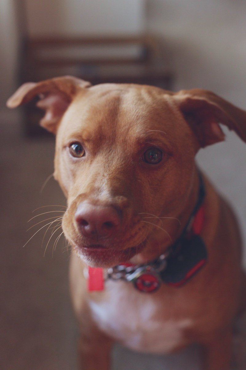 OshPup77's tweet photo. Game Face today! It has to be more SERIOUS! We got work to do BOYS! Share your GAME FACES my pet friends! 💙🏒❤️🐾💪
@NoVa_Caps @Art_VanD_lay @CapsPup #ALLCAPS #CAPSCANINES #CAPSPETS #LETSGOCAPS #NEEDTHEWIN #FOCUS #PLAYENTIRETIME #BESMART #Nhlplayoffs2020 https://t.co/a1jbZMvUK0