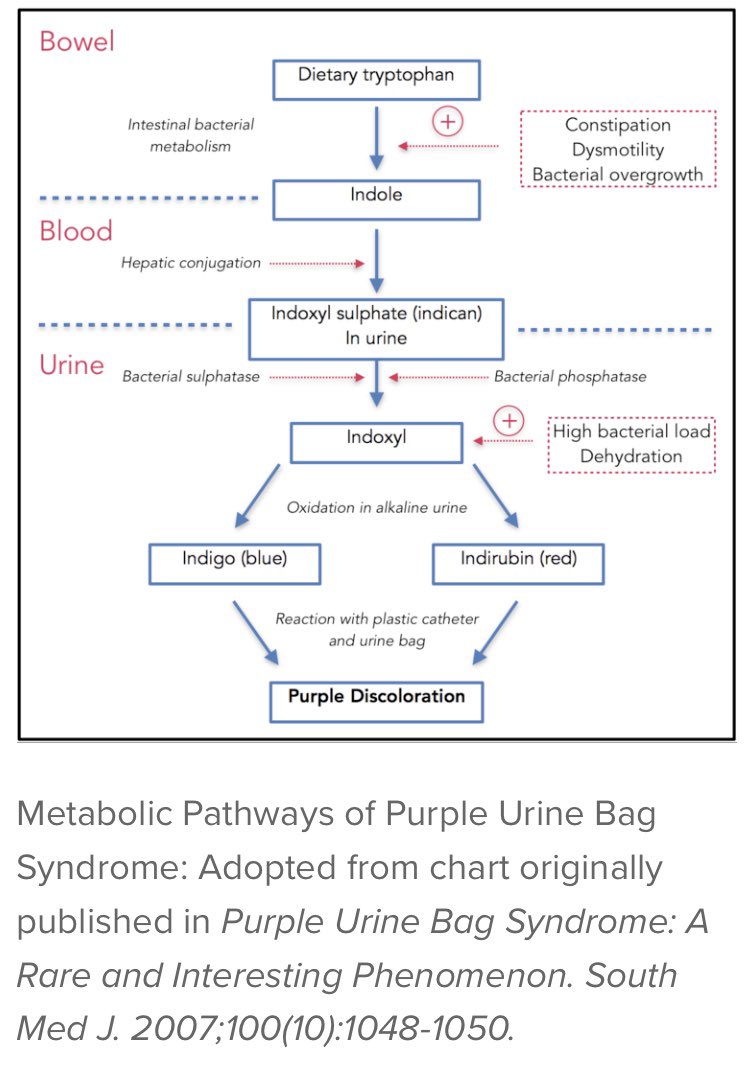 Indole Sulphate is excreted in urine and bacteria can convert this to Indoxyl, which, in alkaline environments, is oxidised to Indigo and Indirubin compounds.Here’s a screenshot I stole.