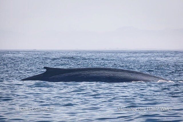 We are regularly seeing Blue Whales and Fin Whales! Come join us! #gowhales #seemonterey #bluewhales #finwhales #whalewatching