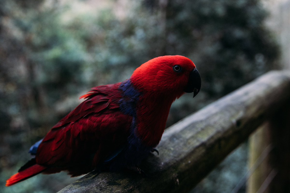 mich_viljoen's tweet photo. Here’s some of the beautiful birds at Birds of Eden - we loved Banana 🍌 🖤 and the Hanh’s Macaw was very interested in my camera! #photography #nature #birdsofeden #birds @SAASA_RSA https://t.co/TgEqoSu6tB
