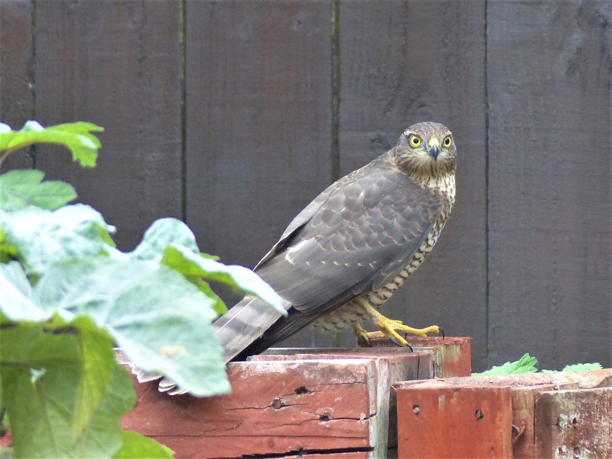 Emma Tilney (@emmatilney1) on Twitter photo We had a new visitor in the garden this afternoon looking for its Sunday dinner...
#birdofprey #gardenlife #wildlife #birdspotting #twitchers We had a new visitor in the garden this afternoon looking for its Sunday dinner...
#birdofprey #gardenlife #wildlife #birdspotting #twitchers