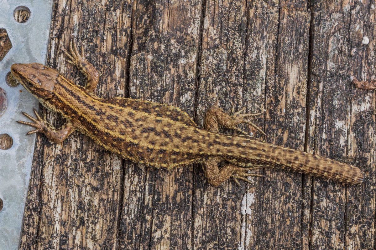 Joseph3gan's tweet photo. Yesterday I happened across a ‘common lizard’ in the Wicklow mountains. It was just sunning itself on the edge of the walkway. https://t.co/QaGMLvHDjz