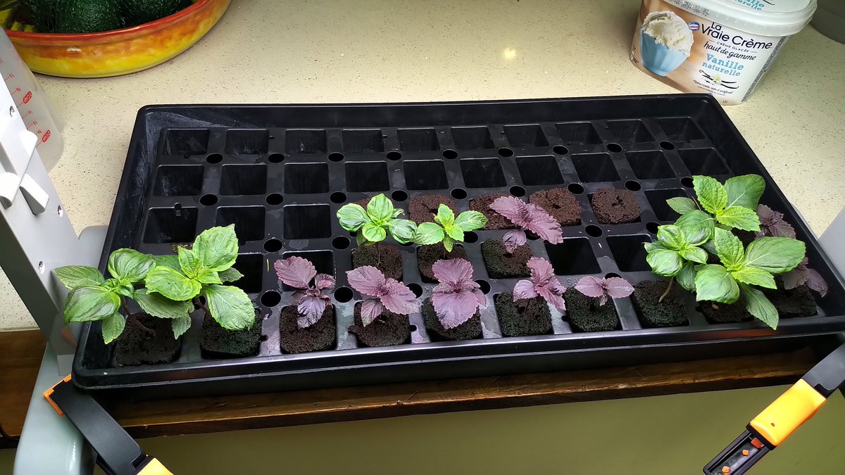 GreatRootBear's tweet photo. Next round of transplant Shiso is growing faster than expected so I'll have to find homes for them soon.

#RootFarm https://t.co/Ml3Q5nuBEX