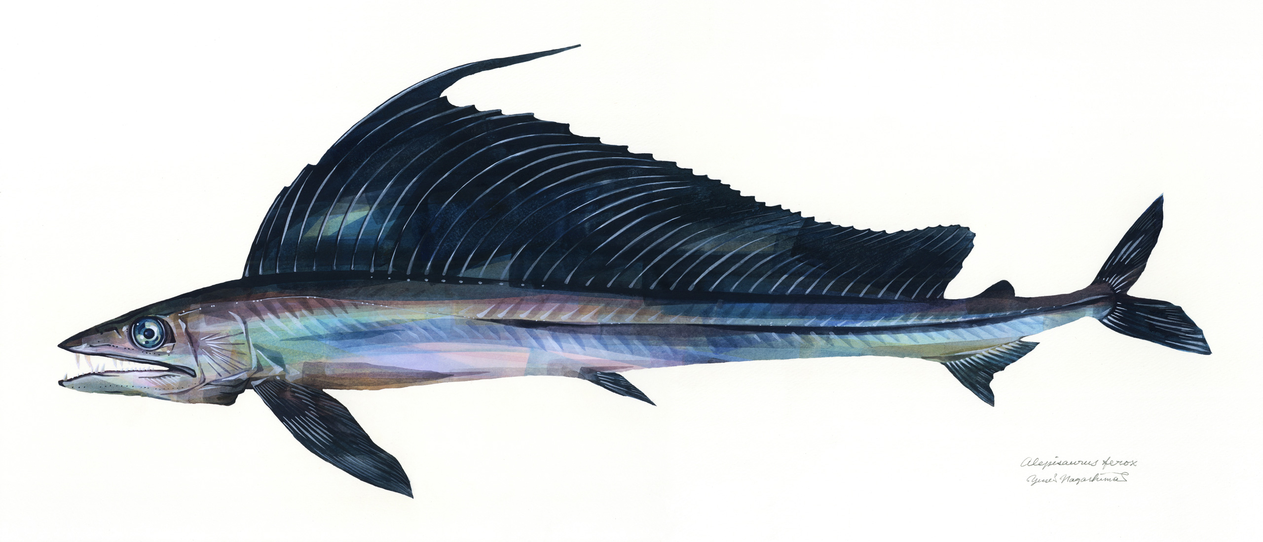 長嶋祐成 ミズウオ 深海魚ですが 打ち上げられているのを見つけた方のツイートをよく見かけます 山と溪谷社 日本の海水魚 によると こんな姿ですがごく小さな仔魚の頃は普通の体型で 名の由来は煮ると肉が溶けてなくなることだそうです T Co