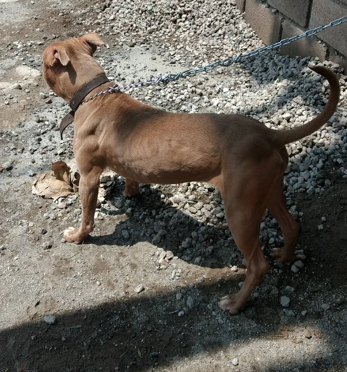 GiorggioVI's tweet photo. Estamos buscando casa para una perrita pitbull, muy cariñosa, tiene 11 meses y es un amor!!!

Si pueden ayudarnos a encontrarle un hogar, amoroso, que la apapachen y, principalmente, que no la quieran para reproducir y hacer negocio.
Aquí pasamos información. https://t.co/m7gJRBrlWB