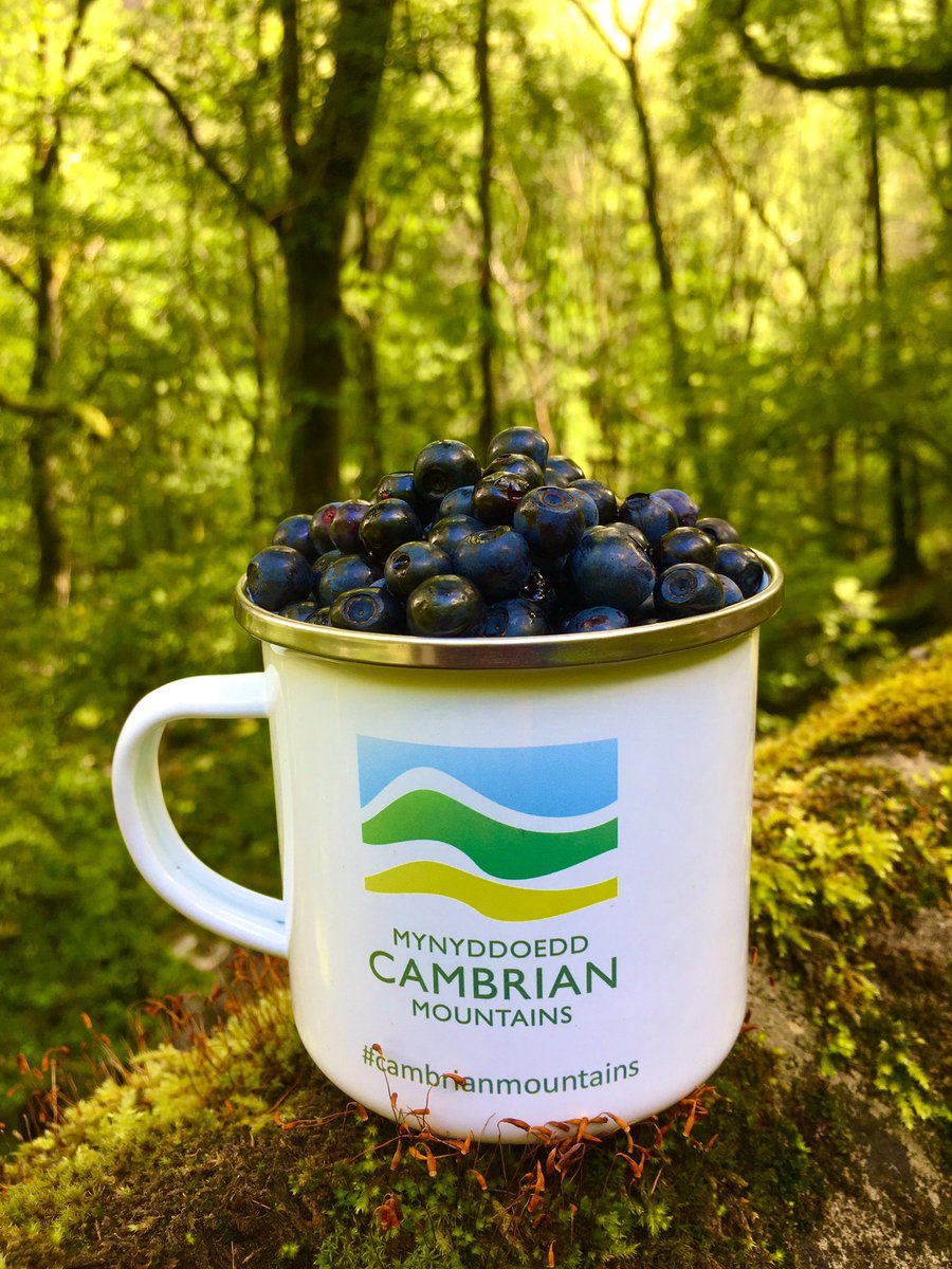 VisitCambMtns's tweet photo. Ond un ffordd oedd gennym i’w cario adref!
This was the only way to collect and carry them home. #cambrianmountains #vitaminc #llus #llusiduonbach #bilberries #sundayvibes #countryfile #foraging https://t.co/SJcxpRGDFd