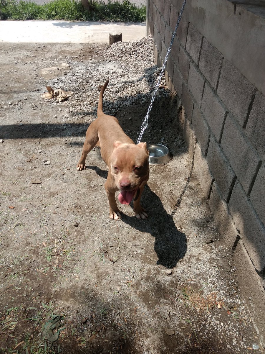 GiorggioVI's tweet photo. Estamos buscando casa para una perrita pitbull, muy cariñosa, tiene 11 meses y es un amor!!!

Si pueden ayudarnos a encontrarle un hogar, amoroso, que la apapachen y, principalmente, que no la quieran para reproducir y hacer negocio.
Aquí pasamos información. https://t.co/m7gJRBrlWB