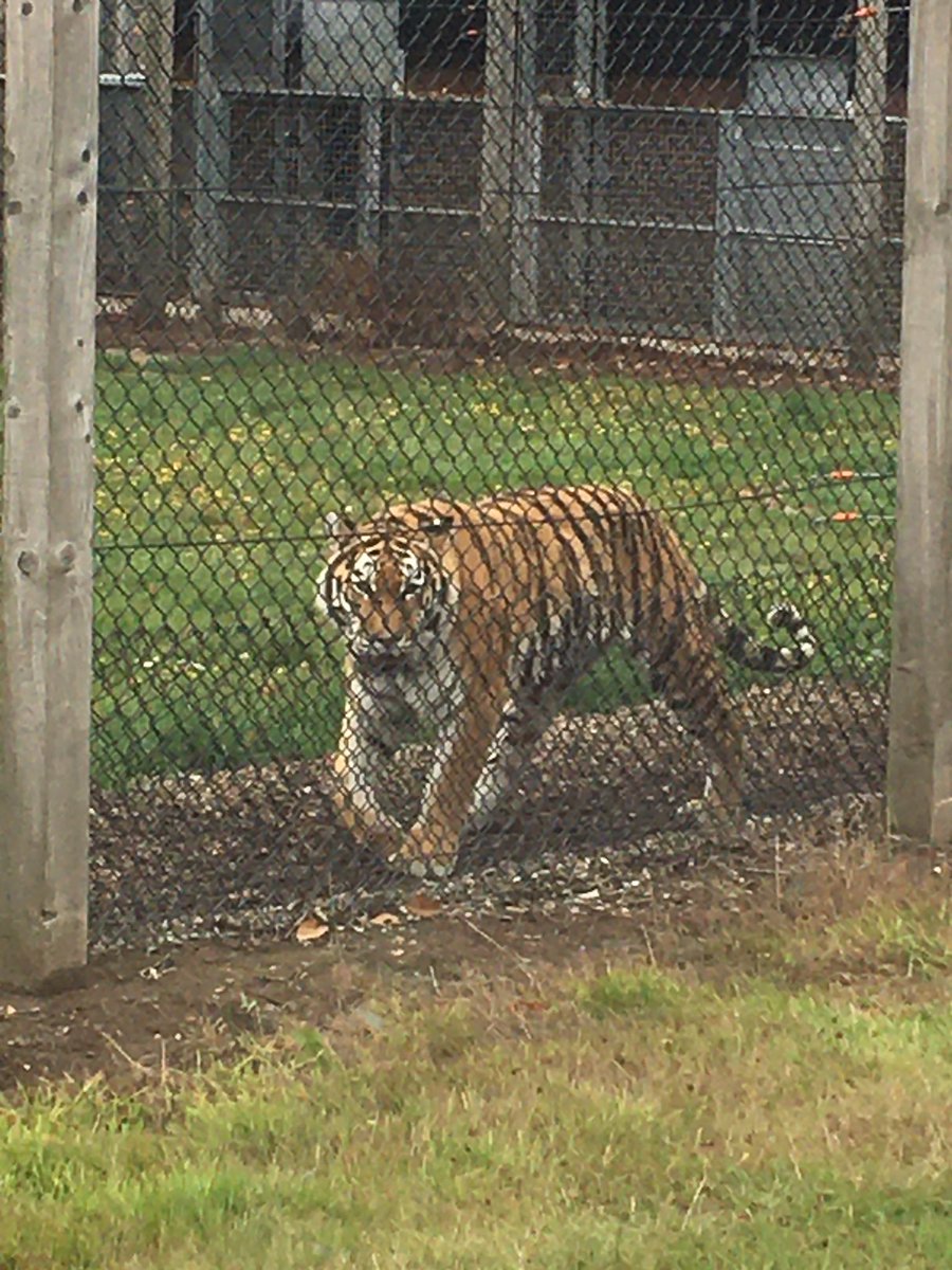 Great day out <a href="/Woburn_Safari/">Woburn Safari Park</a> park today #familydays 🤙