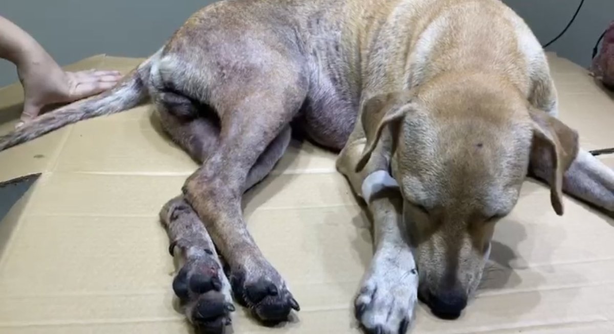 danielabasti's tweet photo. Ayer al frente de mi edificio un bus atropelló un perrito, quedó en muy mal estado. Lo alcanzamos a llevar al veterinario donde ya fue atendido y lo operaron, en este momento está estable pero muy débil. Ayúdenme a difundir y el que desee ayudarme me puede escribir un Dm🥺 https://t.co/Ce4UHmNP6h