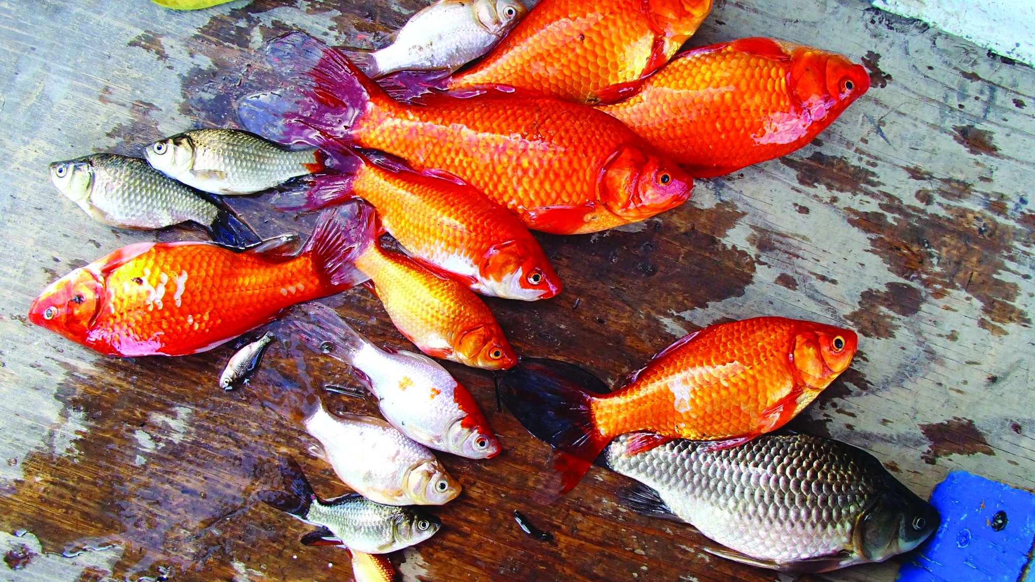 Prussian carp cheap