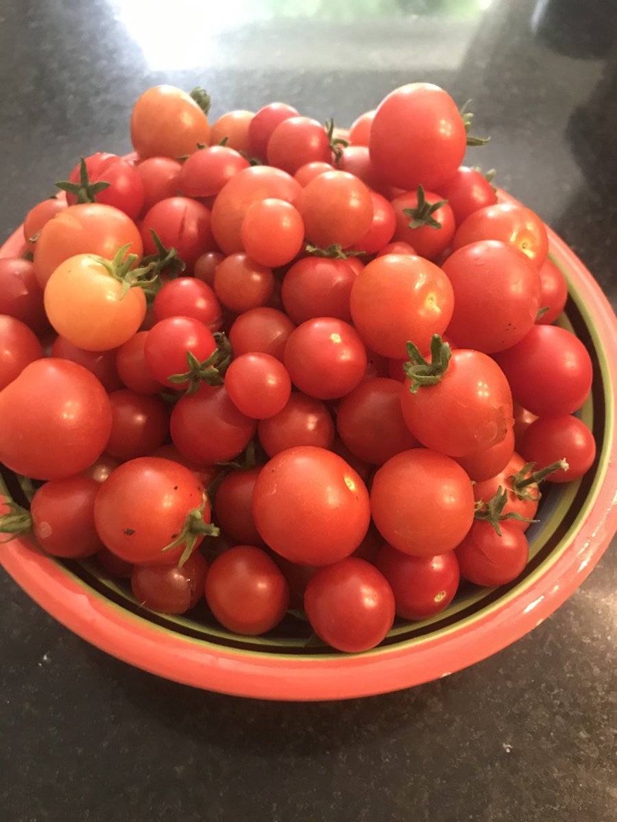 LisaBlithe's tweet image. Bumper harvest! 😋⁦@hedgelaying⁩