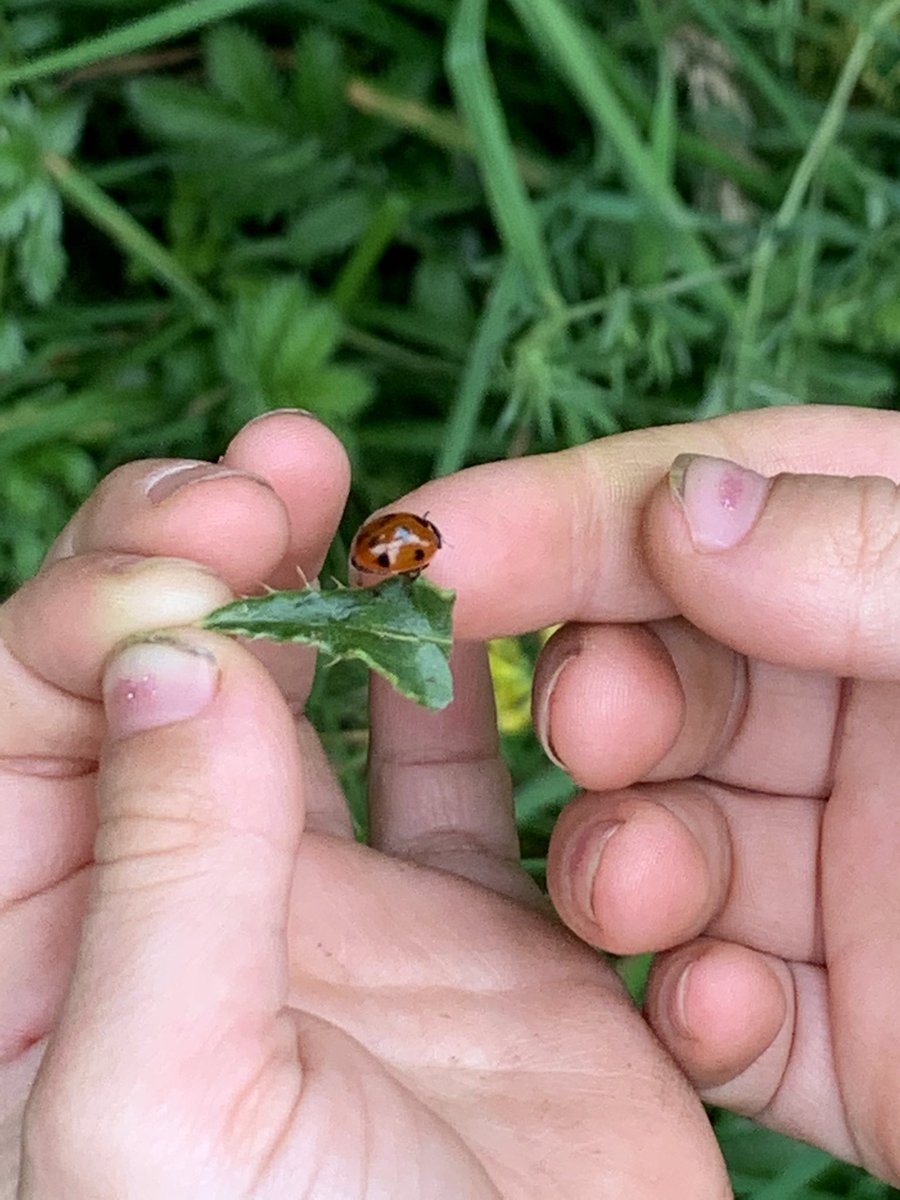 KiddiwinksELCC's tweet photo. Ladybirds on jabby nettles! Taking extra care! https://t.co/LRJ7NWRDGR