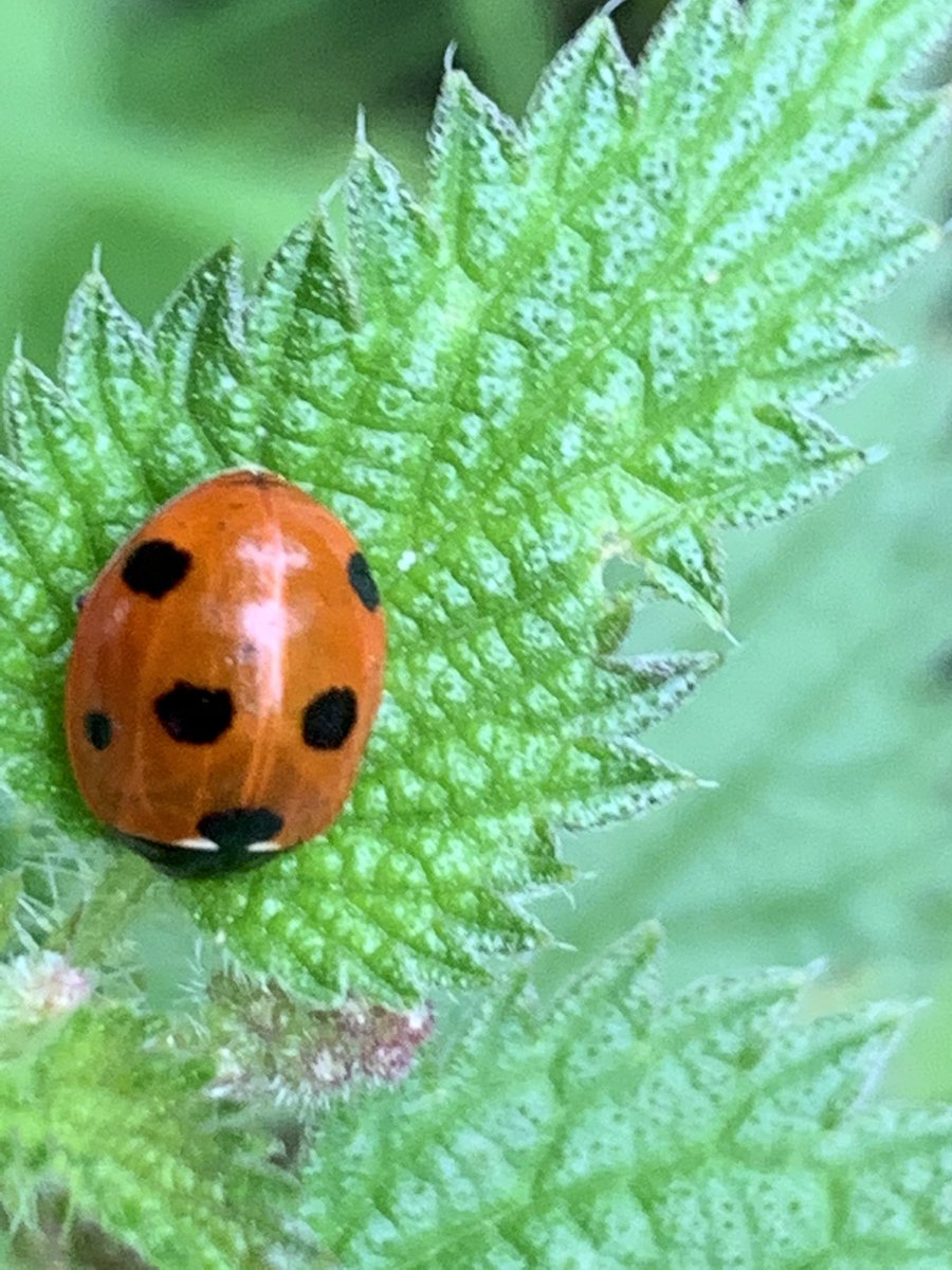 KiddiwinksELCC's tweet photo. Ladybirds on jabby nettles! Taking extra care! https://t.co/LRJ7NWRDGR