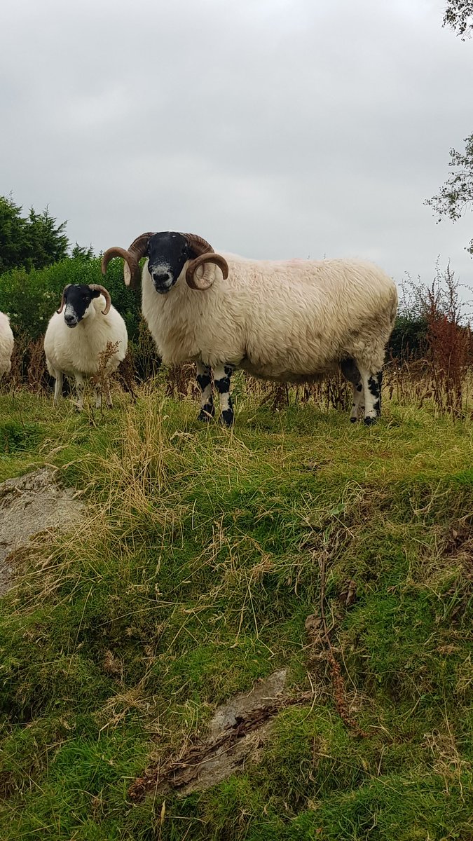 3 year old Blackfaced Perth type Ramfor sale. Son of 2017 Stranolor Champion. Bought as a Sherling in 2018 for €1800. PM for details.