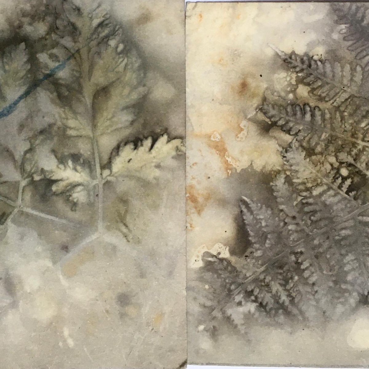 TCLcollective's tweet photo. For @sgwright's final piece for #TCLVirtualResidency, she layered up plant materials with pieces of Canaletto paper received from @1962AB and some rusty, inky steel etchingplates. Sue then boiled them up for several hours in vinegar and water to produce these gorgeous #ecoprints https://t.co/XIhpbNbMOm