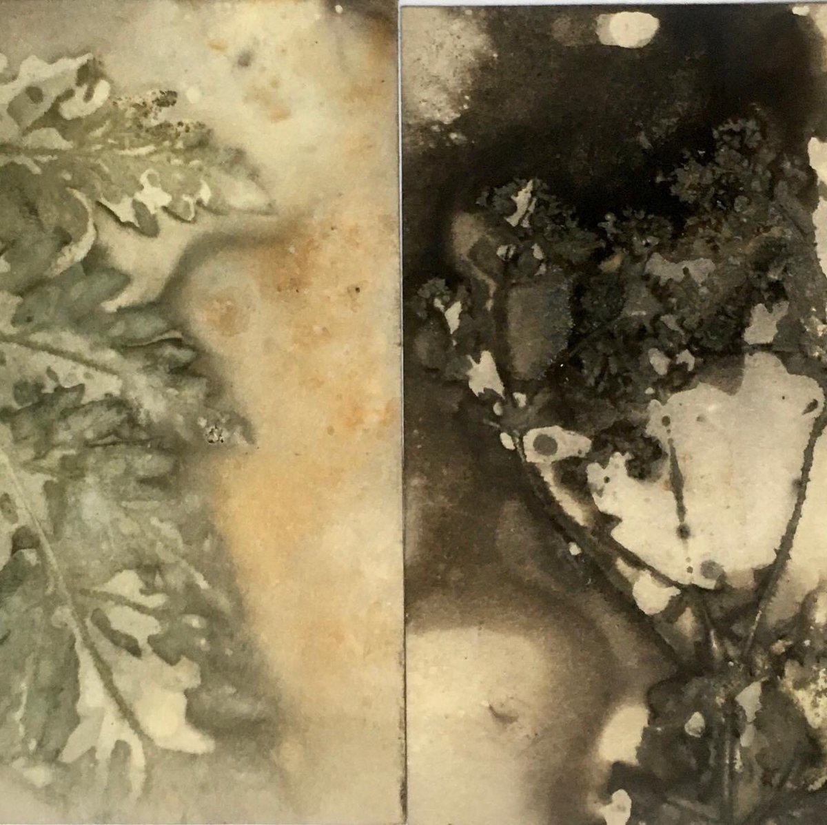 TCLcollective's tweet photo. For @sgwright's final piece for #TCLVirtualResidency, she layered up plant materials with pieces of Canaletto paper received from @1962AB and some rusty, inky steel etchingplates. Sue then boiled them up for several hours in vinegar and water to produce these gorgeous #ecoprints https://t.co/XIhpbNbMOm