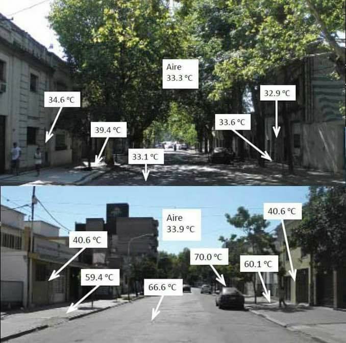 Ağaç deyip geçmeyin..🌳
👉Ortalama 66 derecelik bir sıcaklığı, 33 dereceye kadar düşürür.
👉Yetişkin bir ağaç ortalama 500 kg CO2’yi emer.
👉Bir ağaç ortalama 4 insanın yıllık oksijen ihtiyacını karşılar.