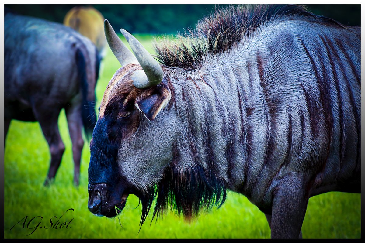 AGShot2's tweet image. 