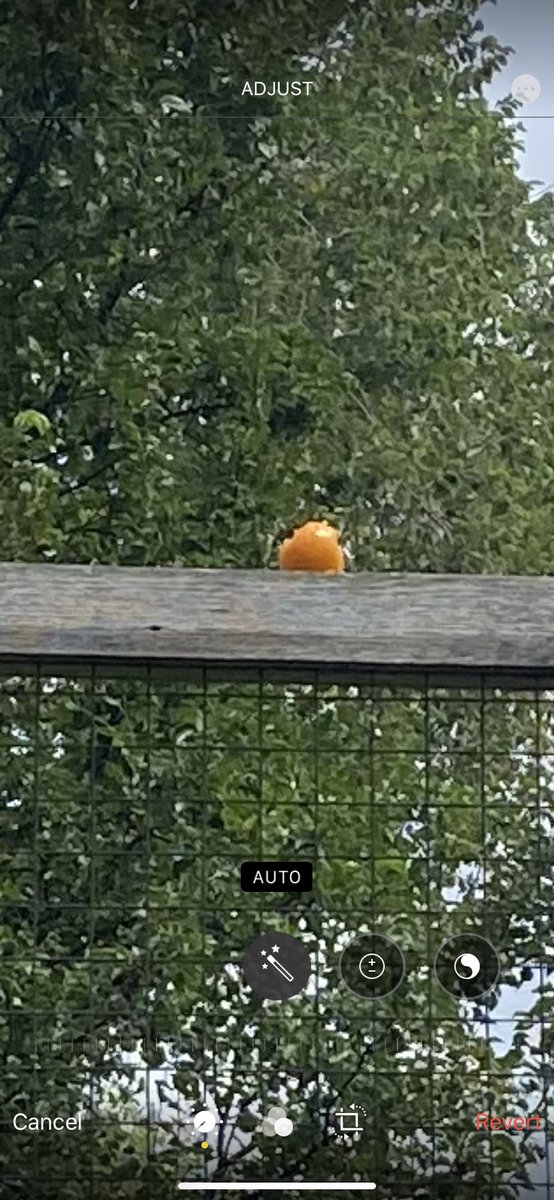Extremely angry about this squirrel who stole my tomato, took a couple of bites, and then hauled it atop a 7’ fence and positioned it on the gate—presumably as a booby trap. 🐿🍅😤