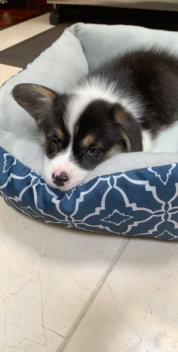 MsVarsityQueen's tweet photo. i present to you all...Rookie the Corgi! ❤️🐾 https://t.co/akG0GYGsrI