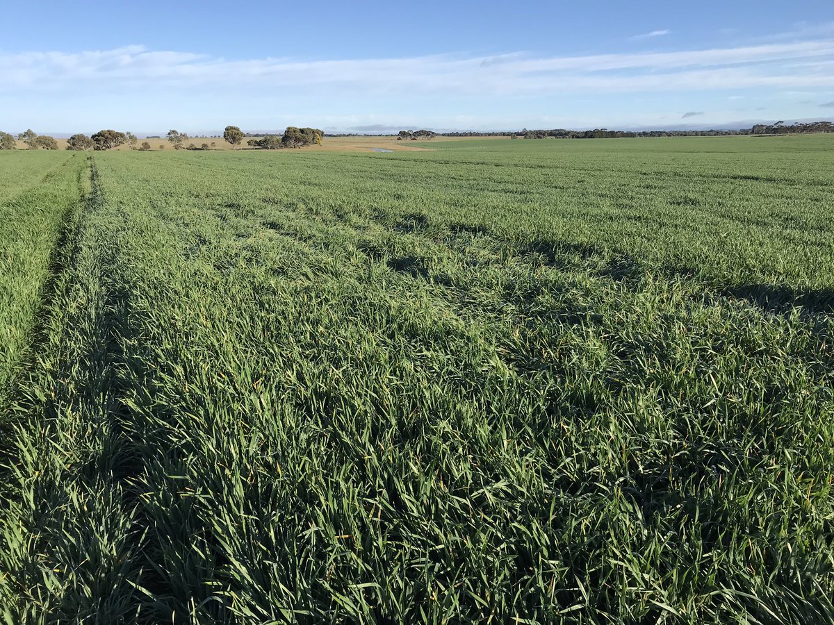 I’m hoping that’s just from urea overlap. Had pgr 2 weeks ago #Accroc plenty of yield potential #moreN