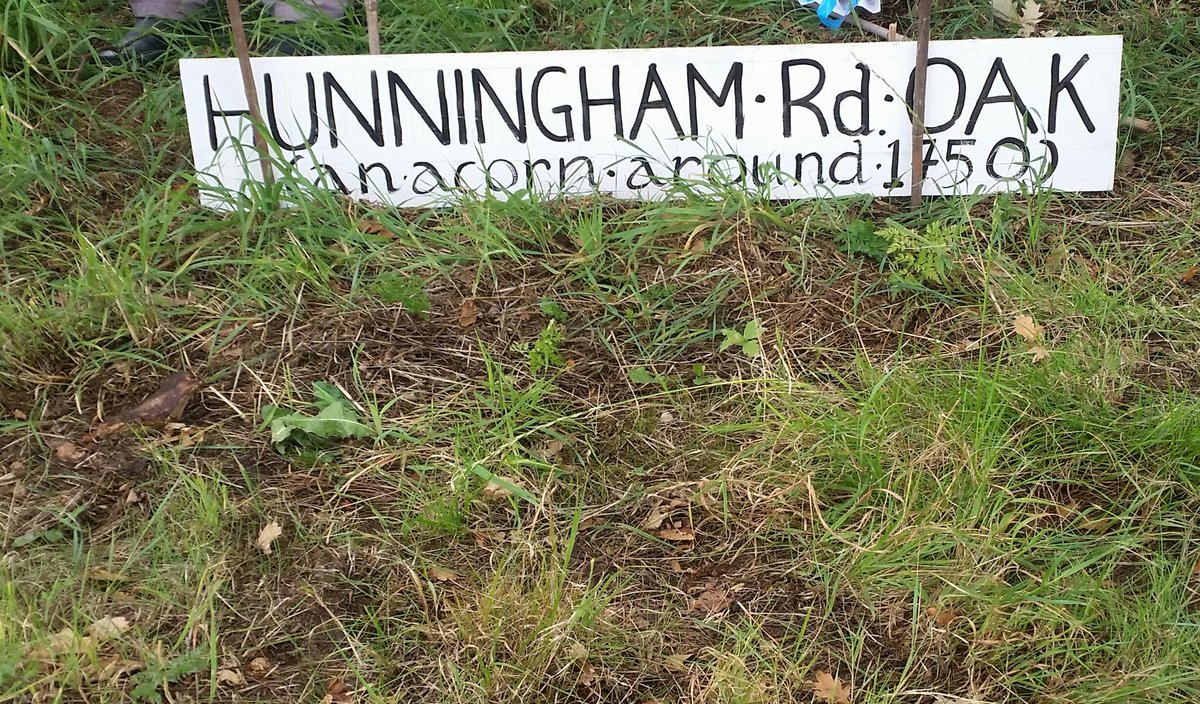 elldrews's tweet photo. #TreeOfTheYear2020 nomination
#HunninghamRdOak vs impending #HS2Ecocide
(ps for a road realignment)
It bears messages on acorns and oak leaves.. WHY? #StopHS2Deforestation
@ArbAssociation @ForestryComm @jamescanton @CEEbill_NOW @Hs2Rebellion https://t.co/EsGL4gtTBj
