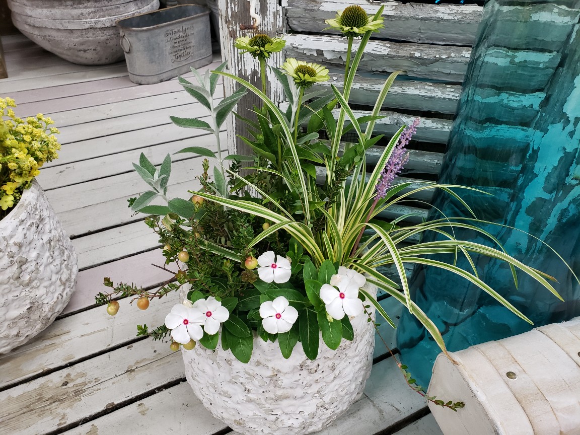 ジョイフル本田 ガーデンセンター ガーデンセンター守谷店 本日の寄せ植え 季節のお花にリーフや小花 実物を添えて 暑さも和らぎそうな涼しげアレンジに仕上げました 寄せ植え アレンジ ガーデニング エキナセアグリーンジュエル ブットレア ジョイフル本田 ガーデンセンター ガーデンセンター守谷店 本日の寄せ植え 季節のお花にリーフや小花 実物を添えて 暑さも和らぎそうな涼しげアレンジに仕上げました 寄せ植え アレンジ ガーデニング エキナセアグリーンジュエル ブットレア