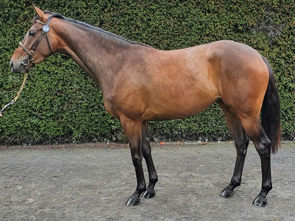 Lot 329 @tatts_ireland Derby Sale. By Yeats and a half sister to Rathvinden, there is a lot to like about this classy lady #tattersallsireland #derbysale #treehousestables