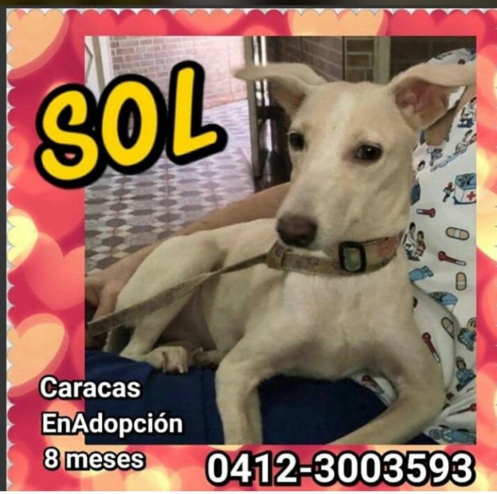 En adopción #Sol dulce, cariñosa, solo personas responsables y comprometidas a cuidarla 💕🐕 #Caracas #Venezuela #adopta #16Ago