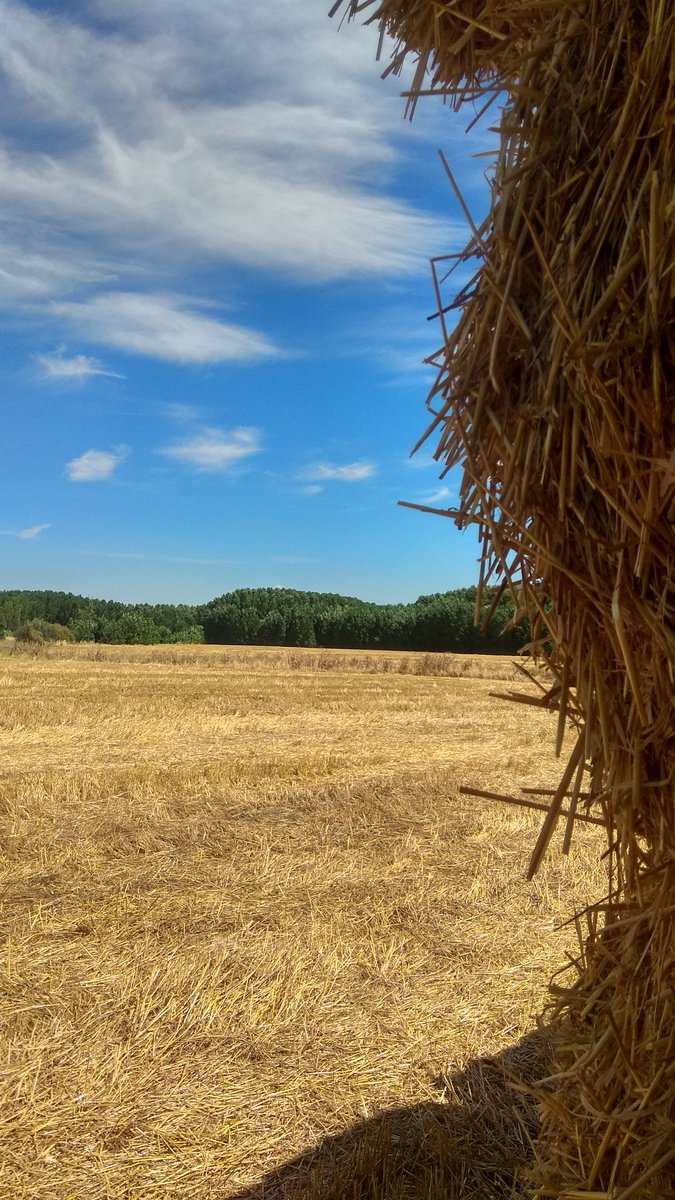 MPascualDomingo's tweet photo. A falta de fiestas en este extraño verano: paseos matutinos.

#castilla #girasoles https://t.co/i4qJF09TSl