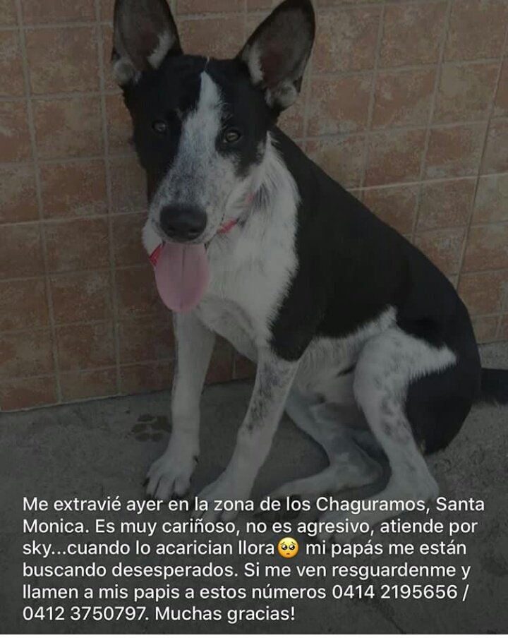 Se extravió, su familia sigue buscando, ayudemos a difundir para ayudarlo a volver sano y salvo ##PerritoFamilia #JuntosHacemosMas #difunde #16Ago