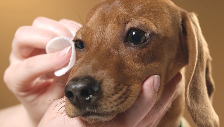 ¡CUIDA SUS OJOS! Muchos perros aprenden a limpiarse por su cuenta, pero no es algo común en ellos, ya que el ojo es una parte muy sensible y no es recomendable que se laman la suciedad de la mucosidad expulsada. APRENDE AQUÍ: supercachorros.org/cuida-sus-ojos/