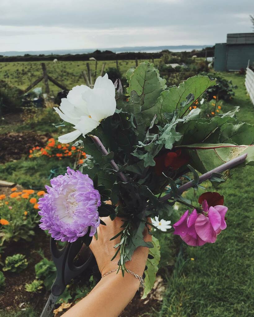 CarissaTanton's tweet photo. My happy place 🌿
.
.
.
.
#allotmentlife 
#allotment 
#allotmentgarden 
#cosmos 
#kale
#distractionsandinspirations
#nationalallotmentweek 
#growyourown 
#gardening
#sweetpeas
#gardenersofinstagram 
#ediblegarden
#organicgarden
#nodiggarden
#girlsthat… https://t.co/nnDZTJcC8D https://t.co/iGoEr85rqw