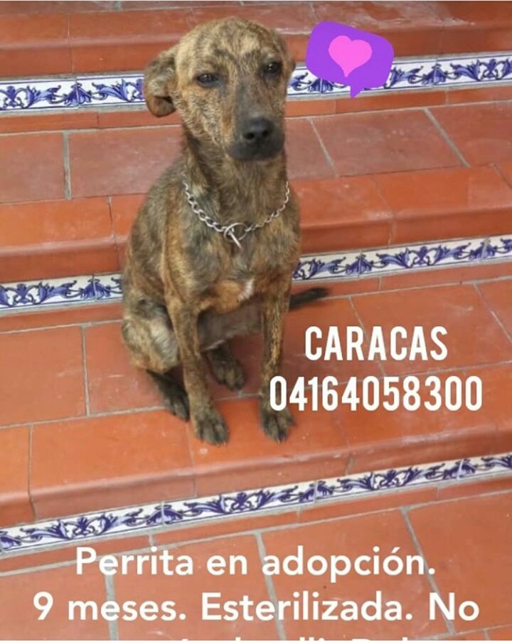 Linda perrita en adopción, tamaño pequeño. Dale #RT #PerritoFamilia #JuntosHacemosMas 💕🐕