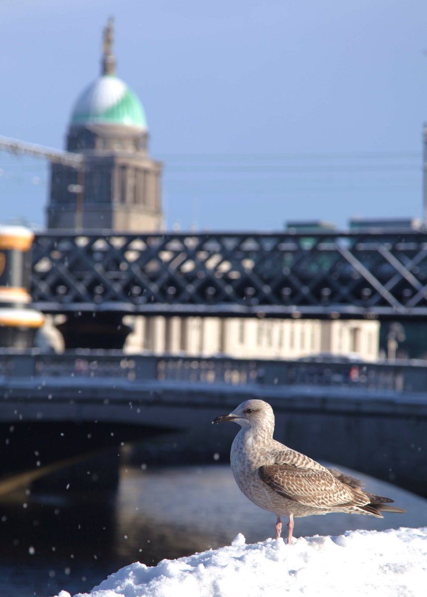 Wildlife from otters to dolphins swim in the Liffey, rush hour strides & in the evening the pubs formed solace.