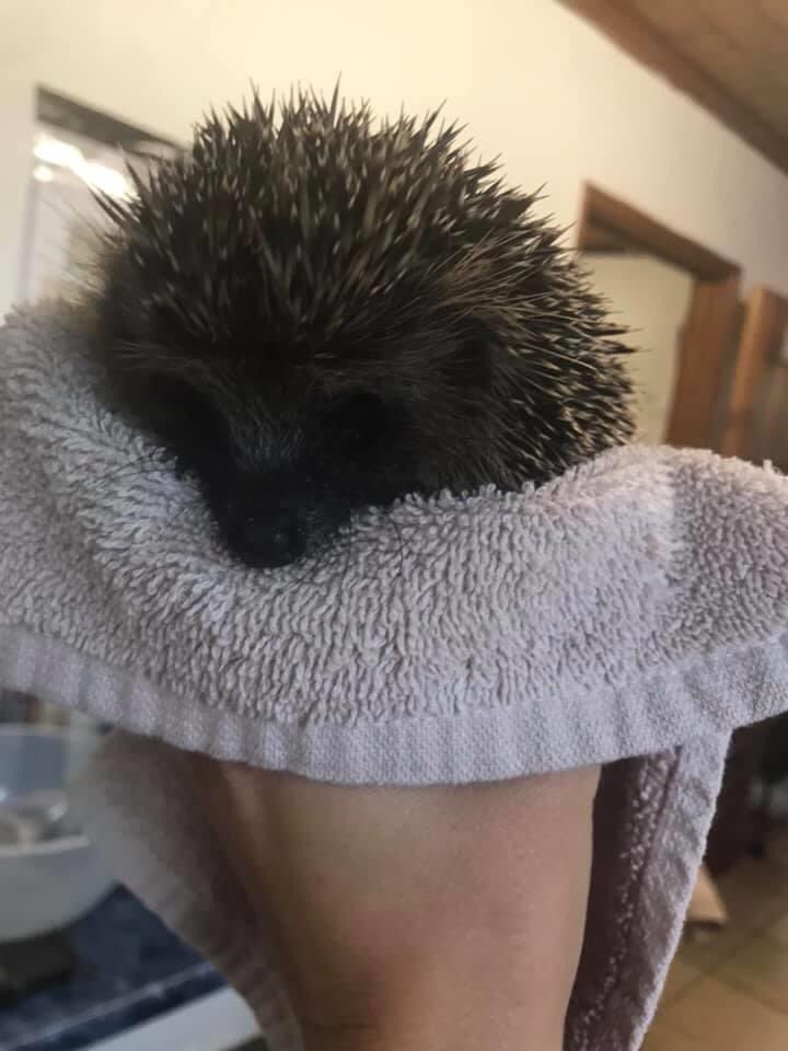 jacksons_rescue's tweet photo. This is Gloria, she’s come to us from Rock Ferry after being found collapsed on someone’s doorstep last night 💔 We’ll do a poo sample &amp; try to work out what’s going on ❤️ https://t.co/Ay9t9LAzHM