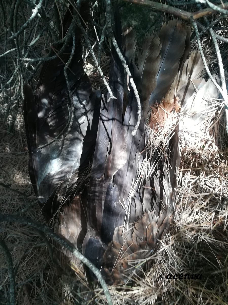 Sigue apareciendo fauna envenenada en Wamba (Valladolid) , siendo el caso más grave de envenenamiento de fauna en CyL. Fotos de hoy mismo, se avisó a los #AAMM para su recogida. Esperamos medidas rápidas y contundentes de <a href="/jcyl/">Junta de Castilla y León</a>