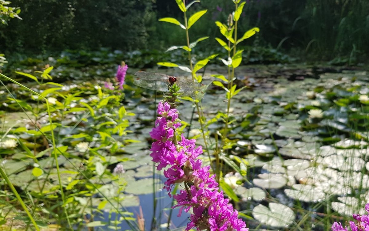 carlsayerUCL's tweet photo. Purple loosestrife & winged friend photographed by @JoAtherton at #Felmersham Pits SSSI, Bedfordshire #wildflowerhour @wildflower_hour https://t.co/9BRbGzEVXA