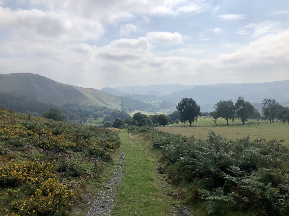 botany_beck's tweet photo. Carpets of golden gorse, ling and bell heather accompanied a lovely walk yesterday with the added bonus of a lovely white form of Calluna vulgaris too #wildflowerhour https://t.co/pFwAGVOQPL