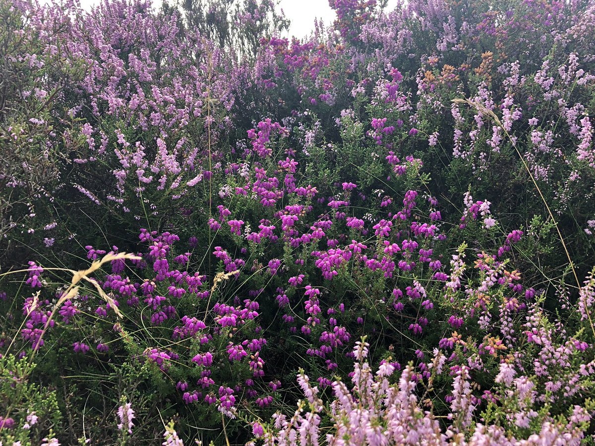 botany_beck's tweet photo. Carpets of golden gorse, ling and bell heather accompanied a lovely walk yesterday with the added bonus of a lovely white form of Calluna vulgaris too #wildflowerhour https://t.co/pFwAGVOQPL
