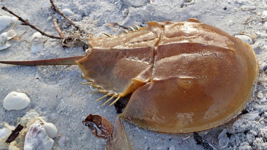 Kabuto is based on the horseshoe crab! "Crab" is a misnomer; they're arthropods, more closely related to spiders than crabs. They still pretty much look like they did over 400 million years ago, making it a great candidate for a "fossil" Pokemon. (thanks  @ZestyZebra10134!)