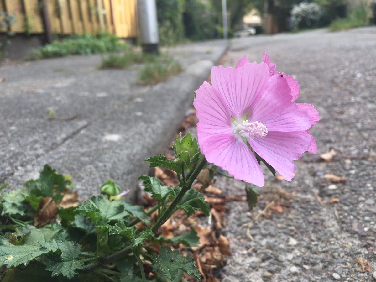 Not 100% sure but suspect this is Greater Musk-mallow (Malva alcea)  #pavementplants